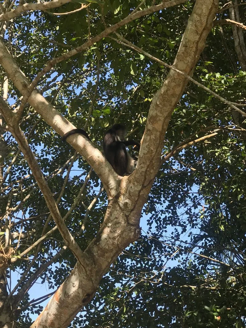 Spider monkey in the trees at the Chacchoben archaeological site