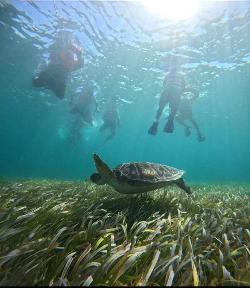 Snorkelers swimming above a green sea turtle in the Mahahual reef