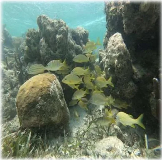 School of yellow fish over the coral heads of the Mahahual reef