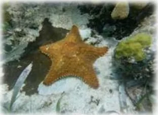 Orange cushion sea star on the sandy bottom of the reef