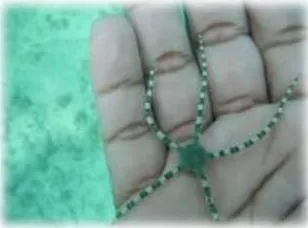 Marine life gently held in hand during a guided snorkeling stop