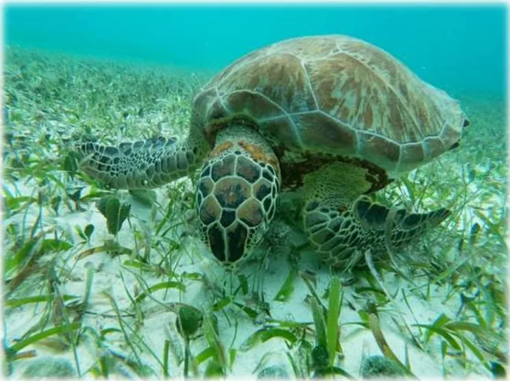 Green sea turtle grazing on the seagrass beds of Mahahual