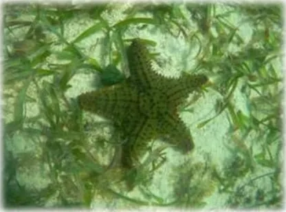 Sea star resting on the seagrass bed of the Mahahual reef