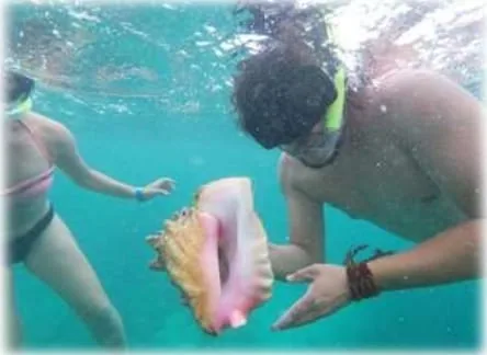 Snorkeling guide showing a queen conch shell to a guest
