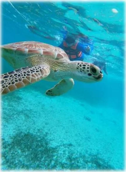 Green sea turtle swimming beside a snorkeler in Mahahual