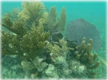 Elkhorn coral formations on the Mahahual barrier reef